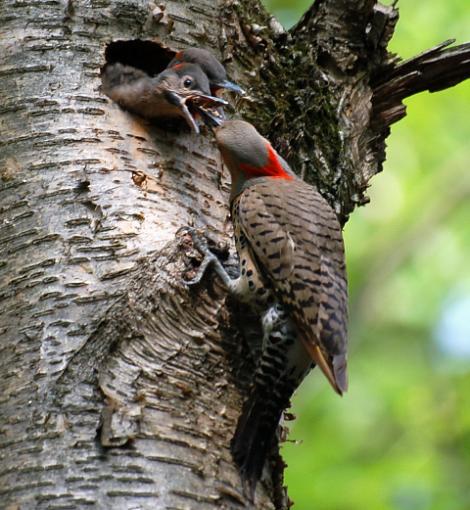 Woodpecker week!-flicker-m-young2.jpg