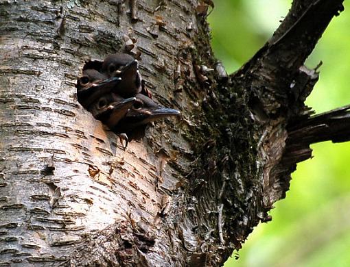 Woodpecker week!-flicker-young.jpg