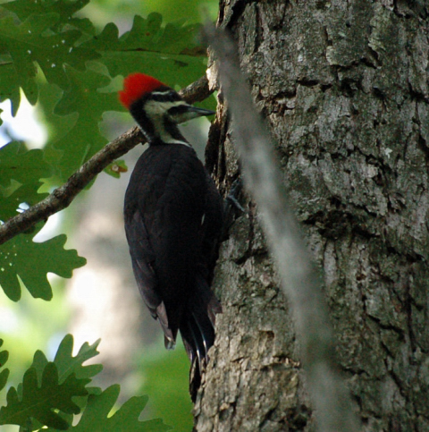 Name:  Pileated Woodpecker F.JPG
Views: 127
Size:  221.4 KB