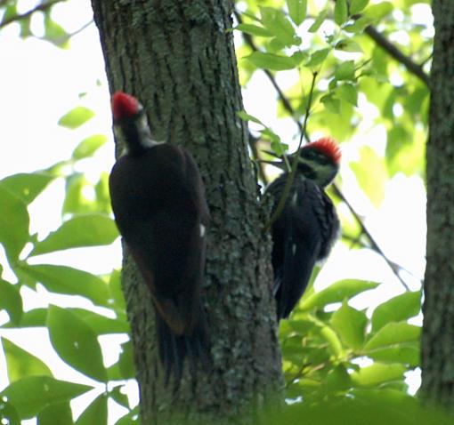 Woodpecker week!-pileated-woodpecker-m-f1.jpg