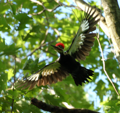 Name:  Pileated Woodpecker M.JPG
Views: 88
Size:  226.4 KB