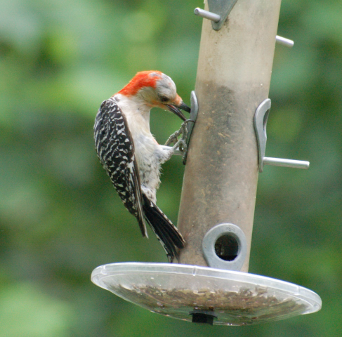 Name:  Red-bellied Woodpecker.JPG
Views: 89
Size:  198.0 KB