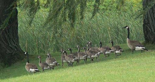 rwbb and a gaggle of geese-geese.jpg