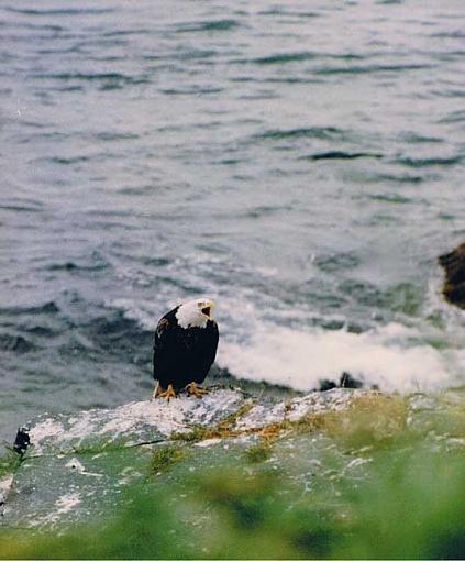 Brown bears &amp; an eagle-alaskan-eagle.jpg