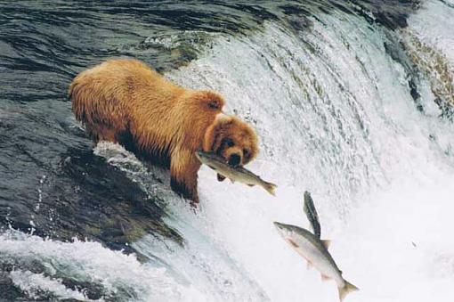 Brown bears &amp; an eagle-alaskan-brown-bear.jpg