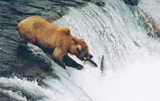 Brown bears &amp; an eagle-alaskan-brown-bear2.jpg