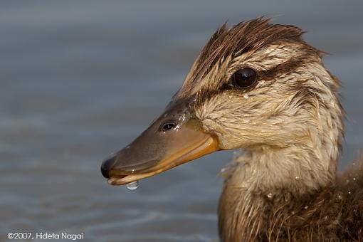 Has it Changed you?-06-15-07-duckling.jpg