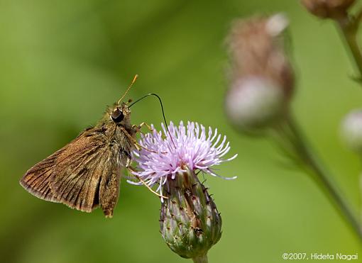 Not your typical &quot;zoo&quot; pictures-06-20-07-moth.jpg