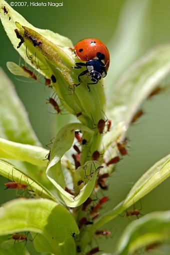 Not your typical &quot;zoo&quot; pictures-06-20-07-ladybug.jpg