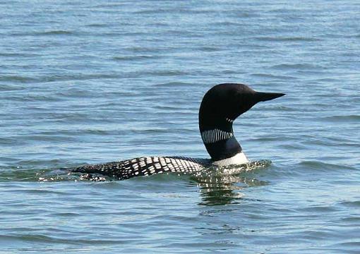 Our State Bird (not mosquito)-loon1.jpg