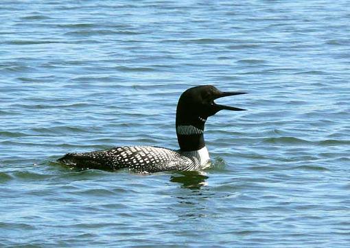 Our State Bird (not mosquito)-loon2.jpg