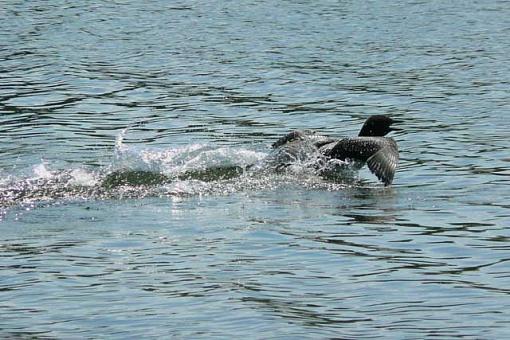 Our State Bird (not mosquito)-loon3.jpg