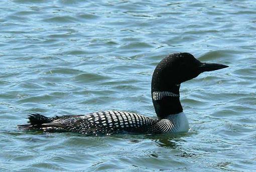 Our State Bird (not mosquito)-loon5.jpg