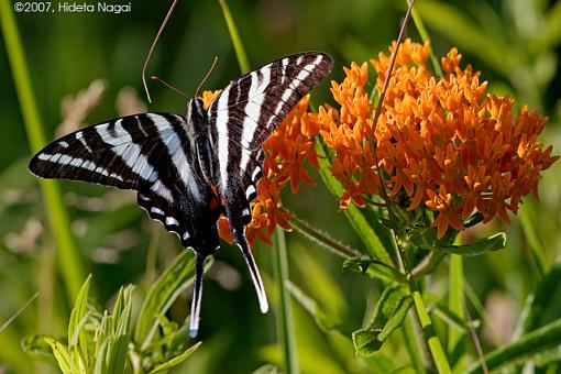 Butterflies have Arrived!-06-20-07-butterfly-2.jpg