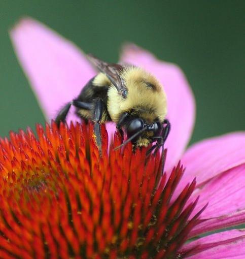 Flowers and the Bugs that love them...-beemum1.jpg