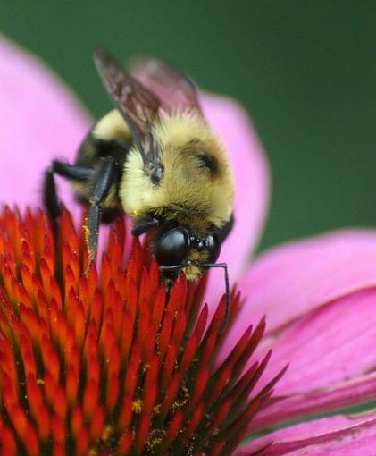 Flowers and the Bugs that love them...-beemum2.jpg