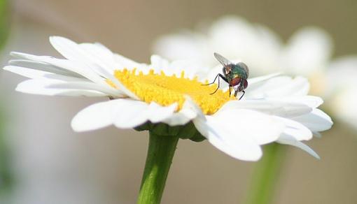 Flowers and the Bugs that love them...-flydaisy.jpg