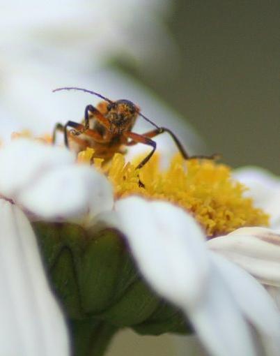 Flowers and the Bugs that love them...-doinkybugdaisy.jpg