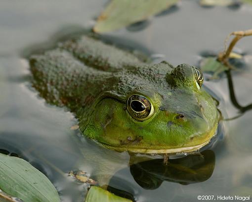 An Evening of Emotions-06-21-07-frog.jpg