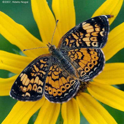 An Evening of Emotions-06-21-07-butterfly.jpg