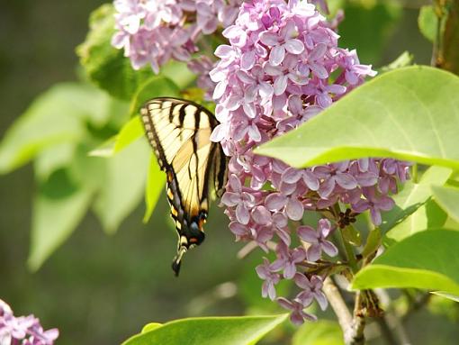 Butterflies have Arrived!-dsc01744.b.jpg