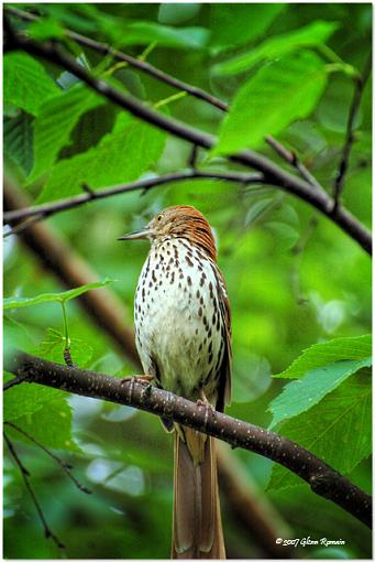 Brown Thrasher-moqueur-roux.jpg