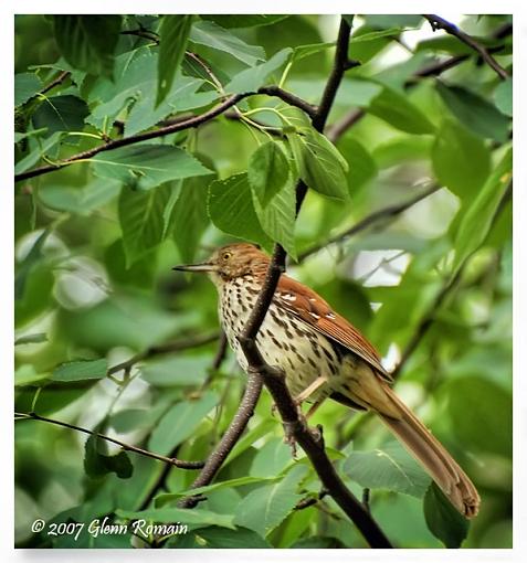 Brown Thrasher-moqueur-roux-brown-trasher.jpg