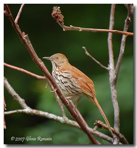 Brown Thrasher-moqueur-roux-2-.jpg