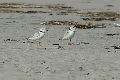 Piping Plover-226_a_web.jpg