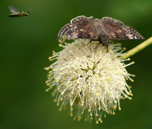 Moth &amp; Flower-myprecious.jpg