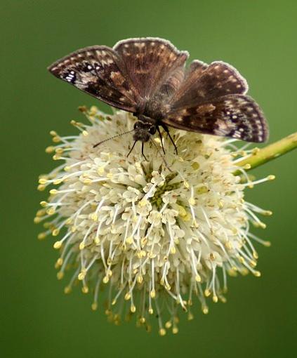 Moth &amp; Flower-mothflower.jpg