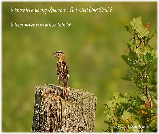 Spring 07 Bird ID Thread-young-sparrow.jpg