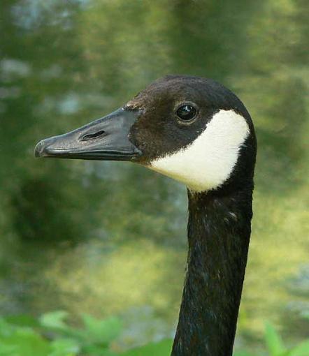 A sentry, a babe and a couple cousins.-goose4.jpg