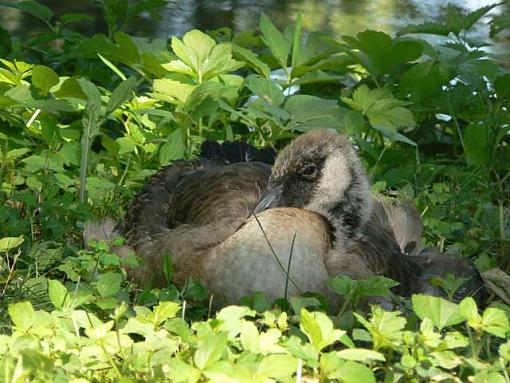 A sentry, a babe and a couple cousins.-gosling2.jpg