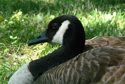 A sentry, a babe and a couple cousins.-goose1.jpg