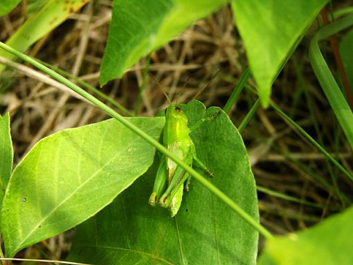 camo hopper-camo-hopper..b.jpg