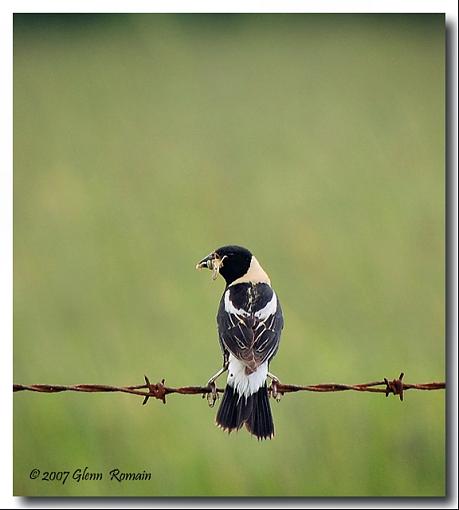 A few from today.-goglu-des-pres-bobolink.jpg