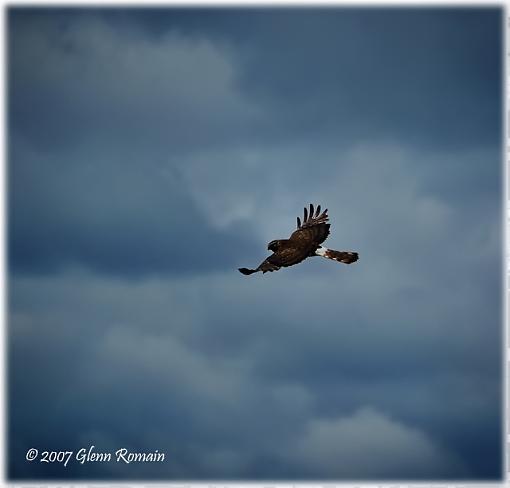 A few from today.-northern-harrier.jpg