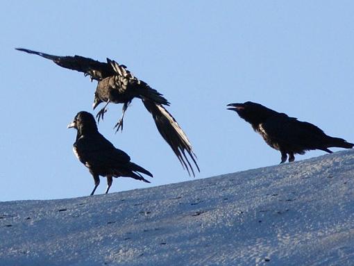 Jump!-three-crows.s.jpg