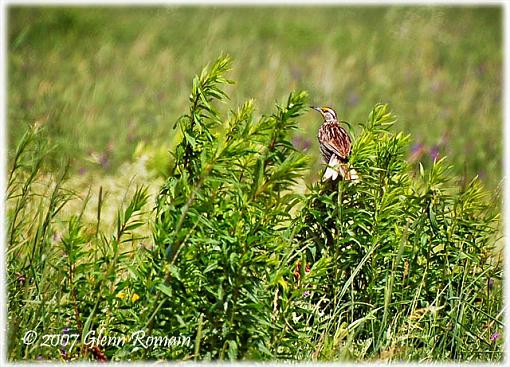 A few from today.-eastern-meadowlark-2.jpg