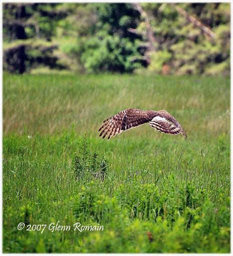 A few from today.-northern-harrier1.jpg