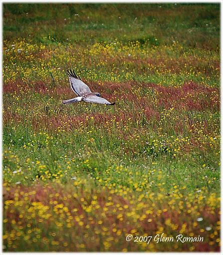 A few from today.-northern-harrier2.jpg