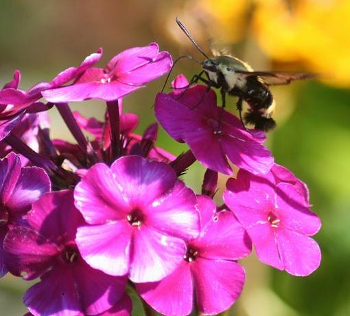 Clearwing Hummingbird Moth-clearwingmoth4.jpg