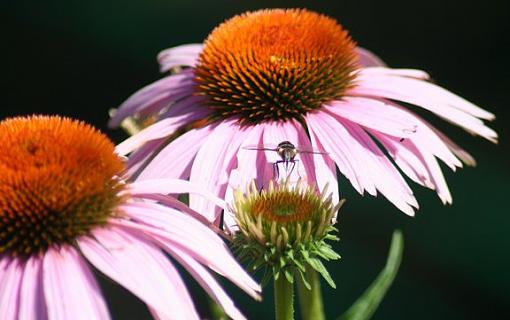 Big Flower, Little Fly-bigflowerlittlefly.jpg