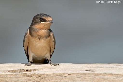 Feed Me!!!-07-03-07-bswallow-perching.jpg