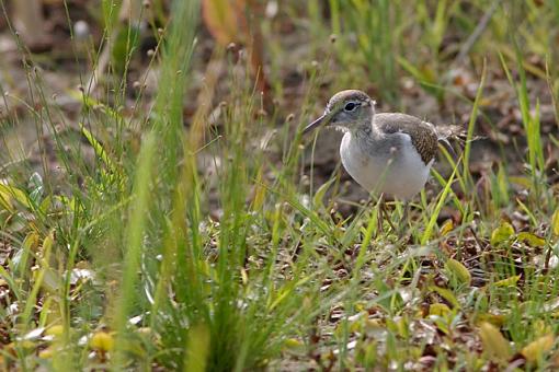 Spring 07 Bird ID Thread-bird-id-2.jpg