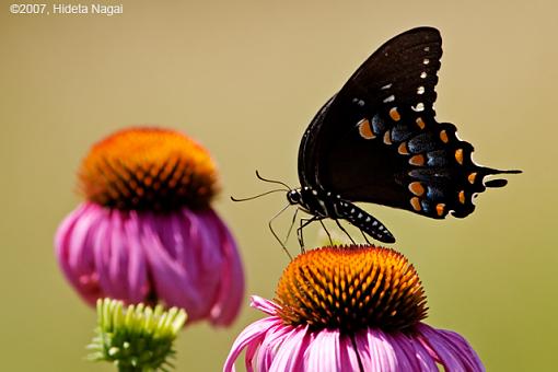 Life Without Refrigeration-07-03-07-butterfly.jpg