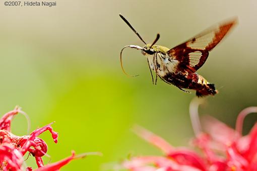 Life Without Refrigeration-07-03-07-hummingbird-moth.jpg