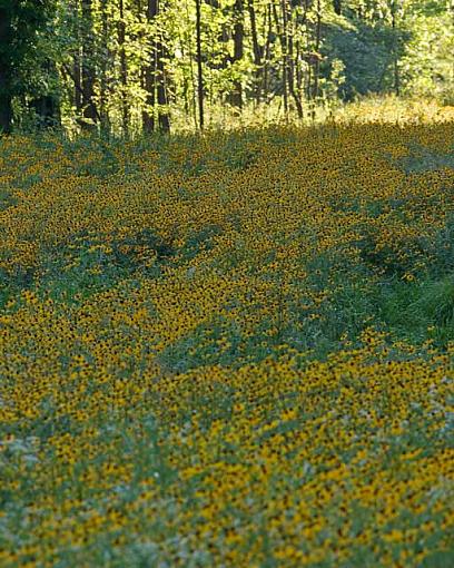 A Field of Potential-flower-field-1.jpg