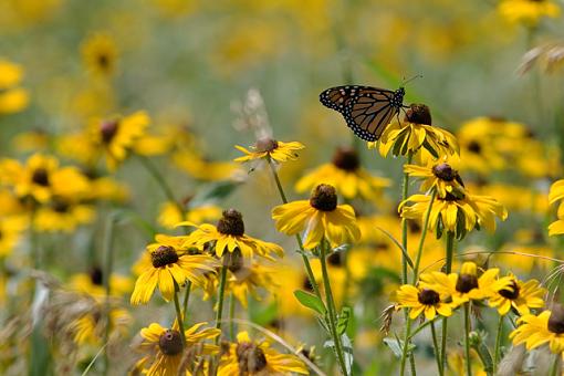 A Field of Potential-flower-field-2.jpg